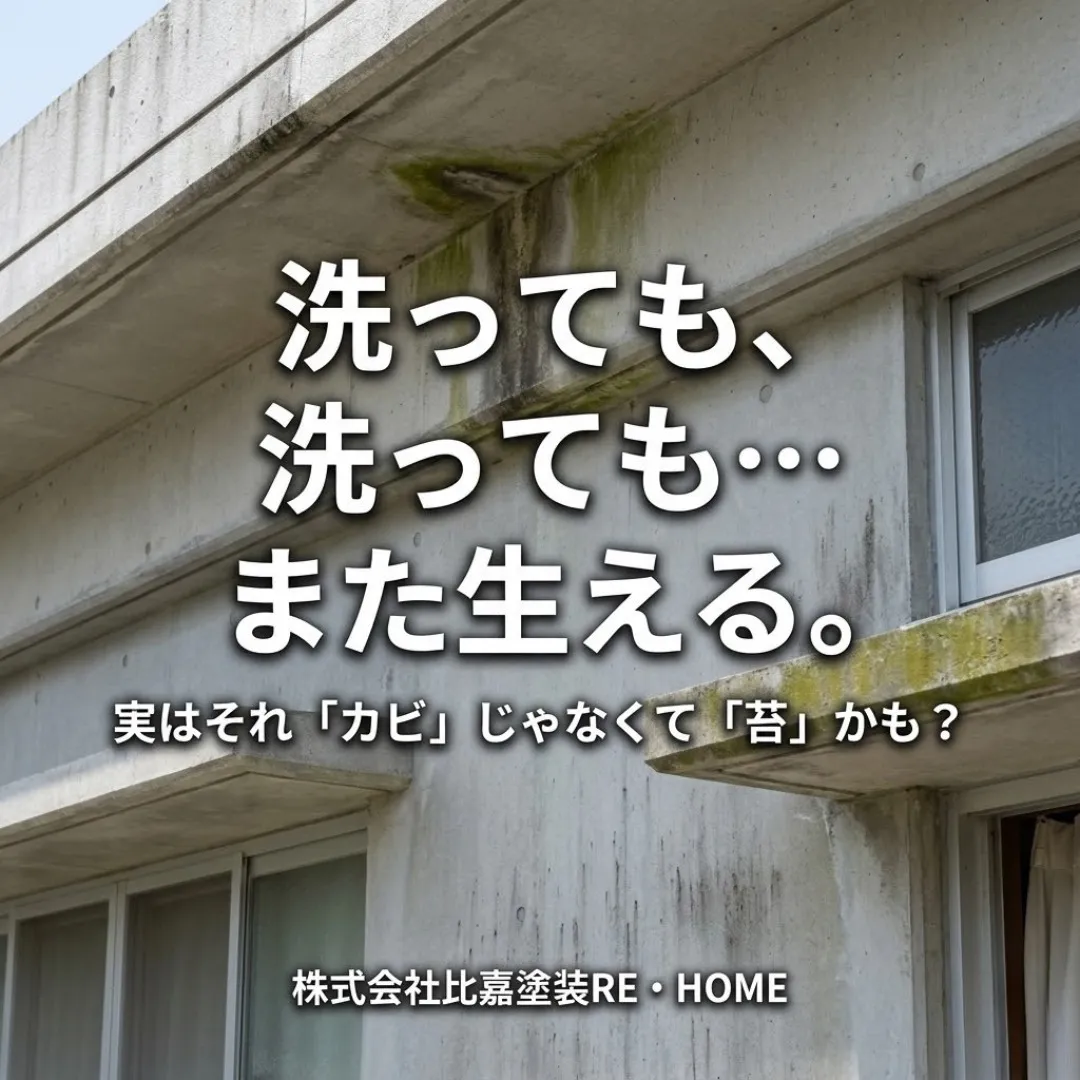 【その汚れ、カビ？それとも苔？放置厳禁のサインをプロが解説】