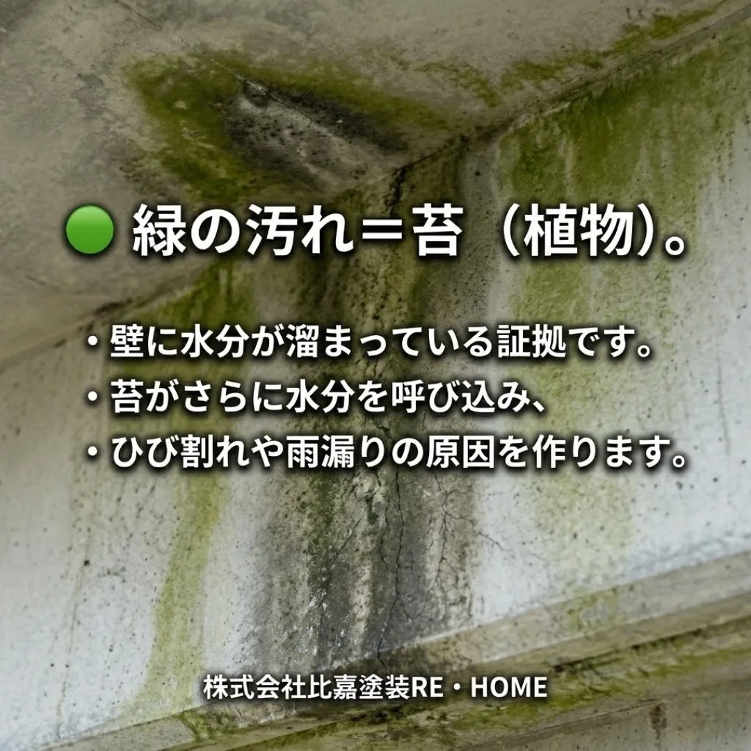 【その汚れ、カビ？それとも苔？放置厳禁のサインをプロが解説】